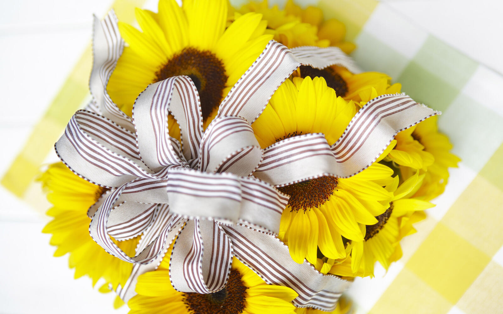 Wallpapers gift daisies petals on the desktop