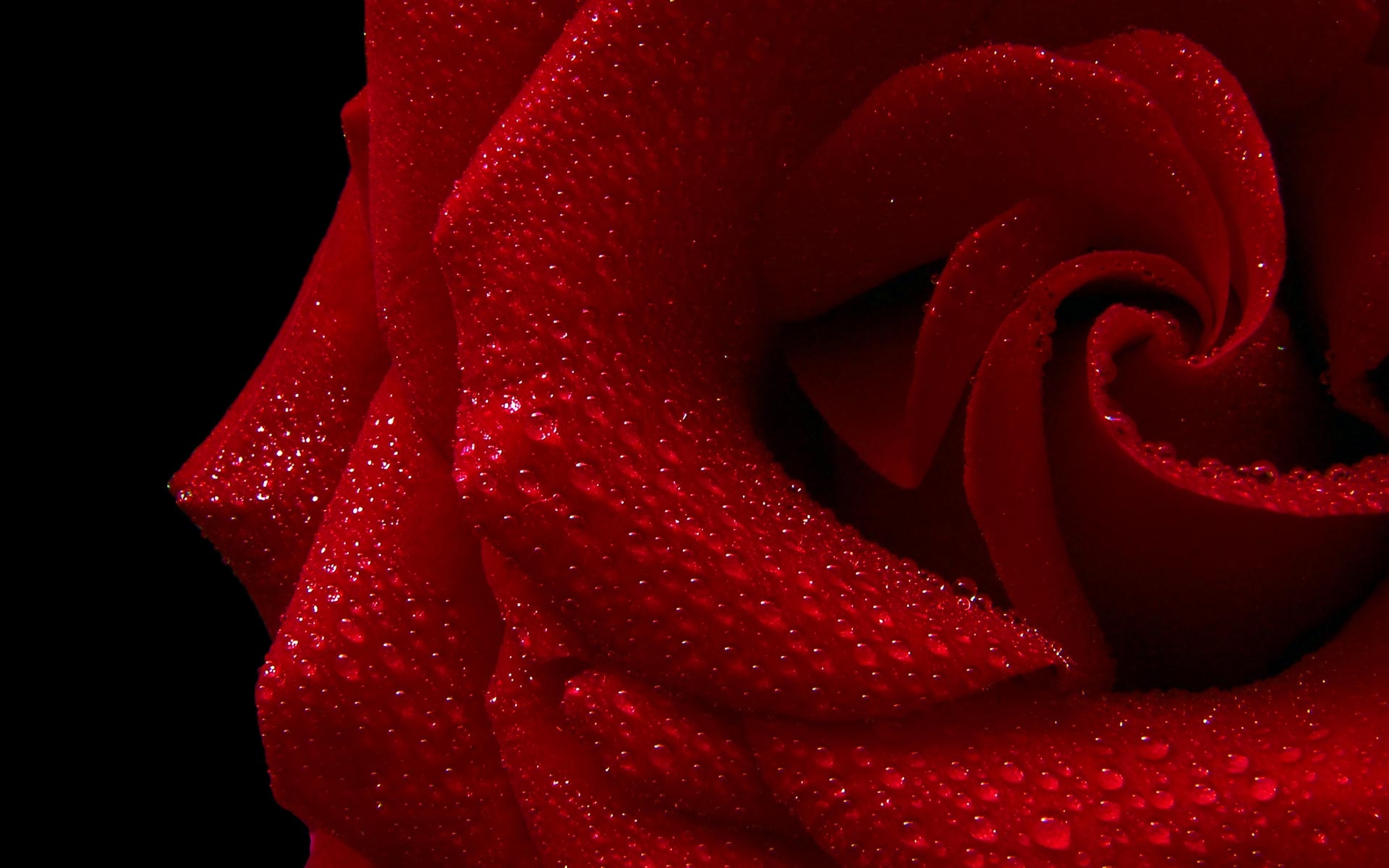 桌面上的壁纸红色 水 玫瑰