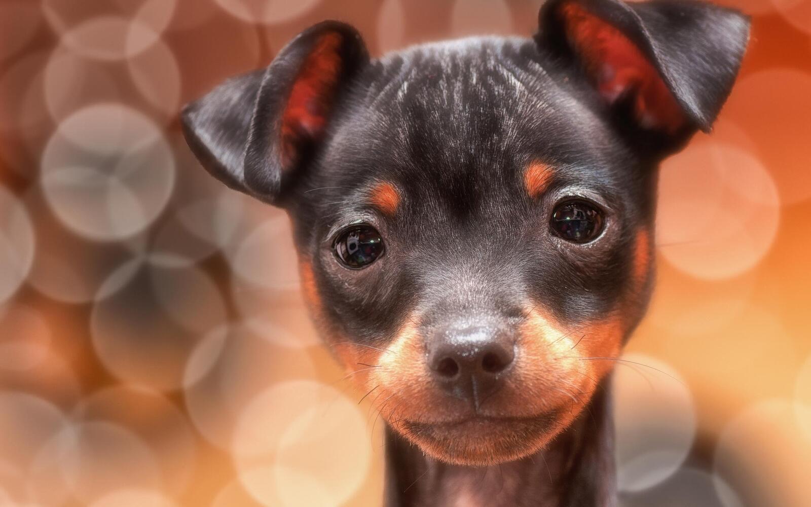 Wallpapers puppy face eyes on the desktop