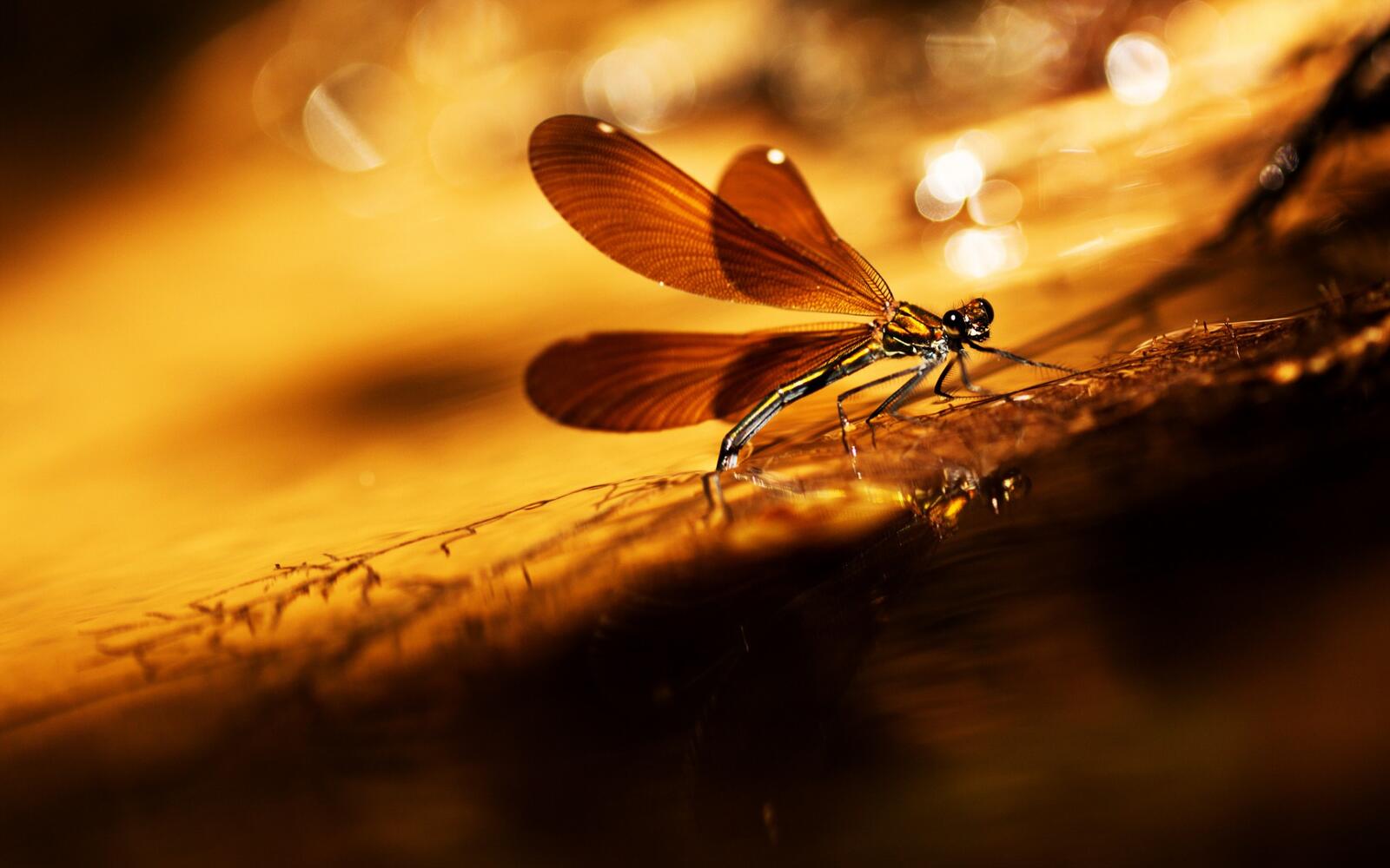 Wallpapers paws dragonfly insects on the desktop