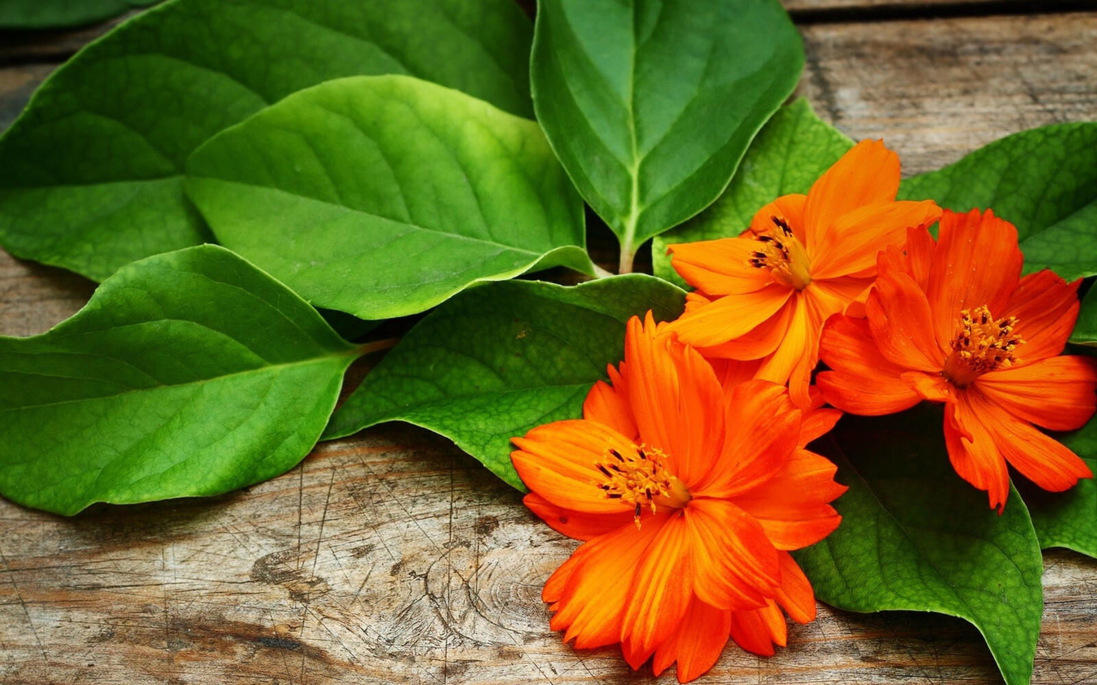 Обои цветки оранжевые растение на рабочий стол