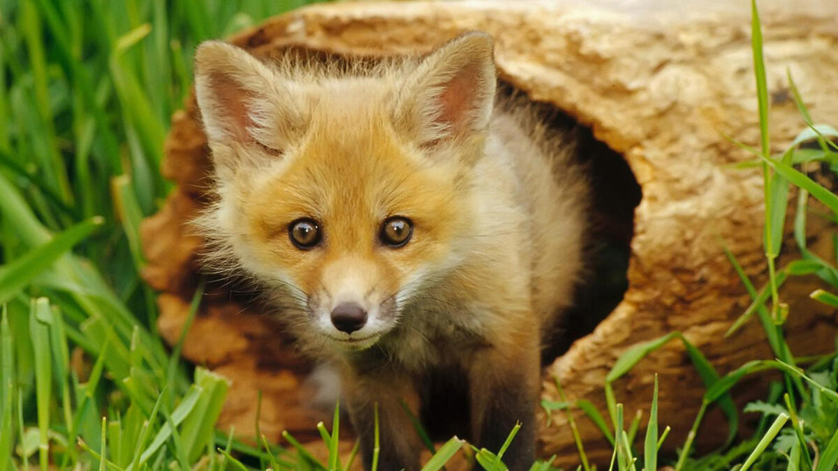 A little fox crawls out of his hole.