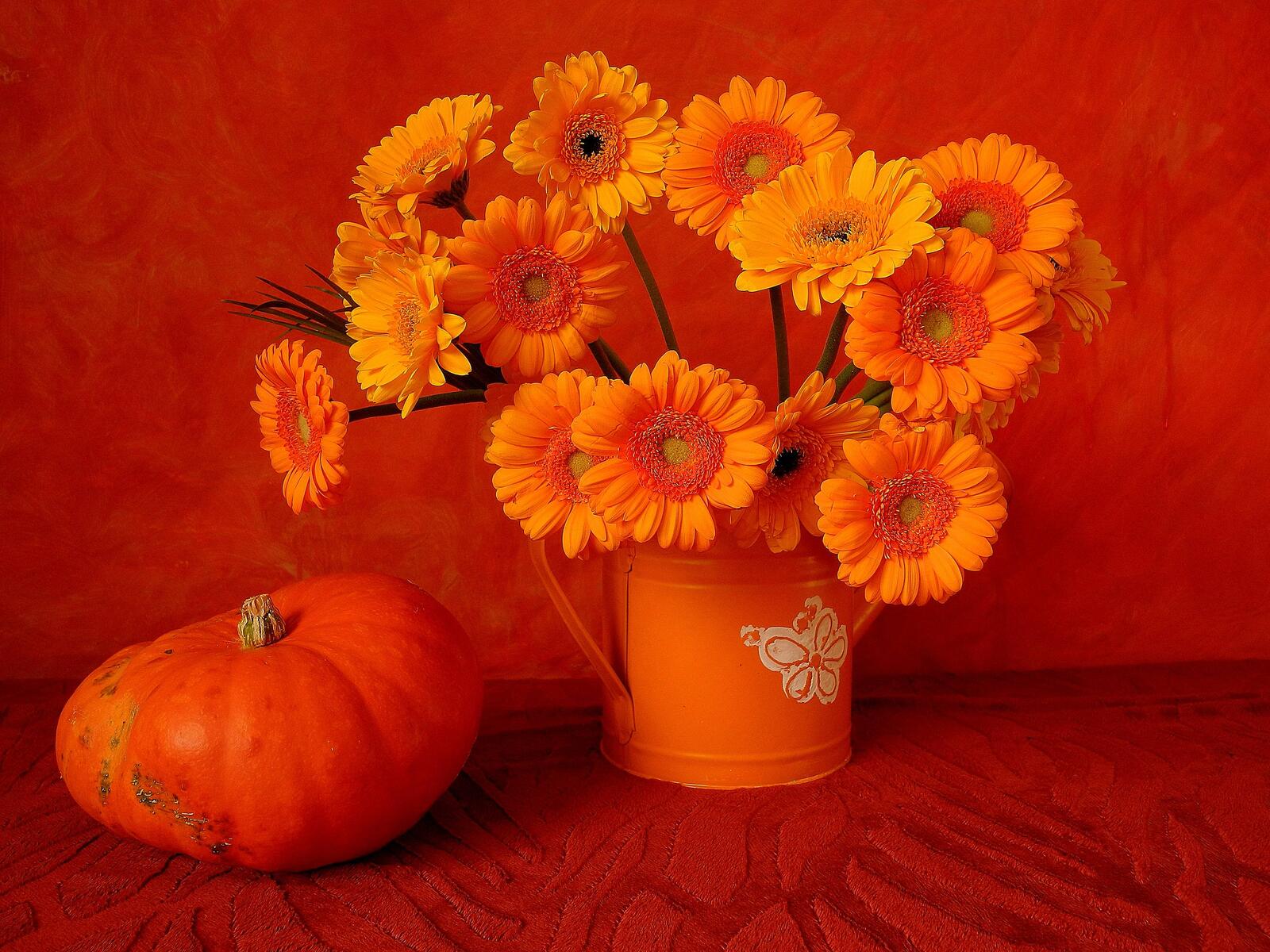 Wallpapers flowers pumpkin still life on the desktop