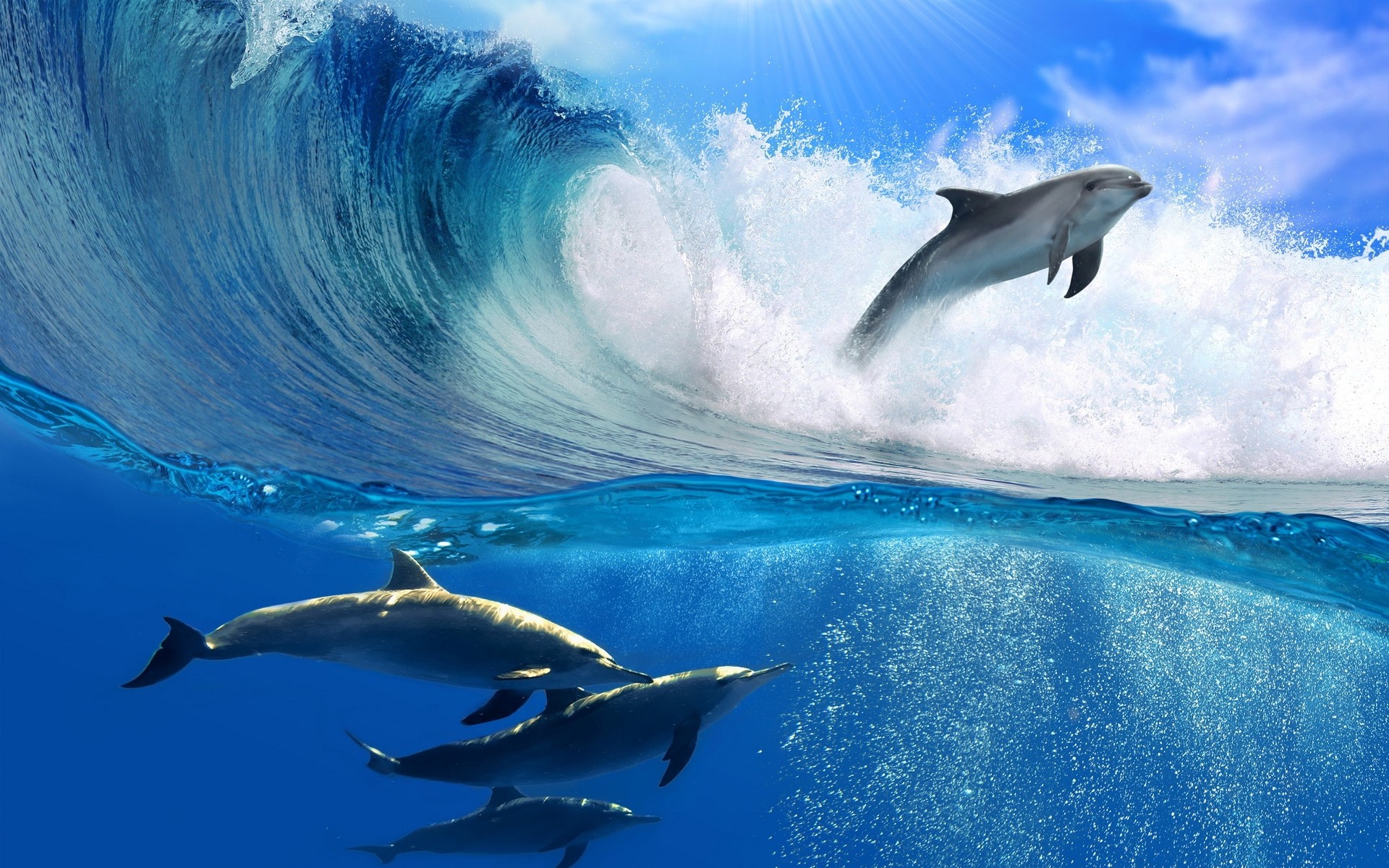 Обои дельфины море океан на рабочий стол