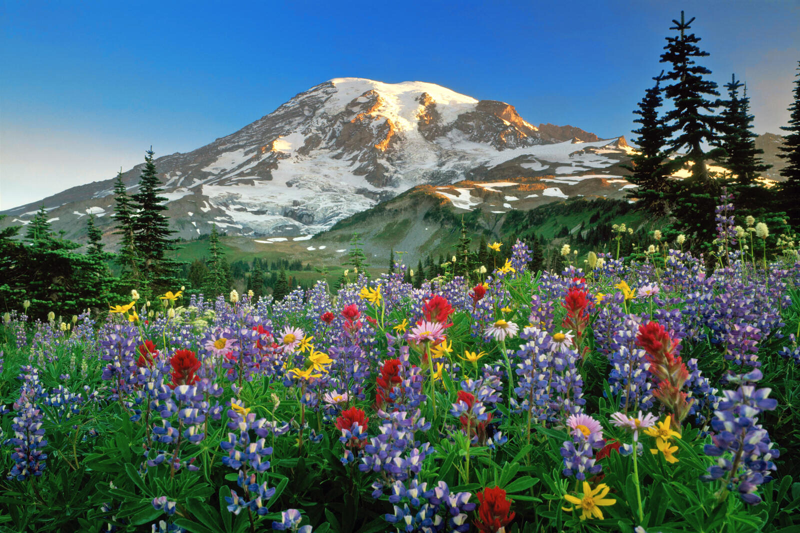 Wallpapers mountains flowers beautiful on the desktop