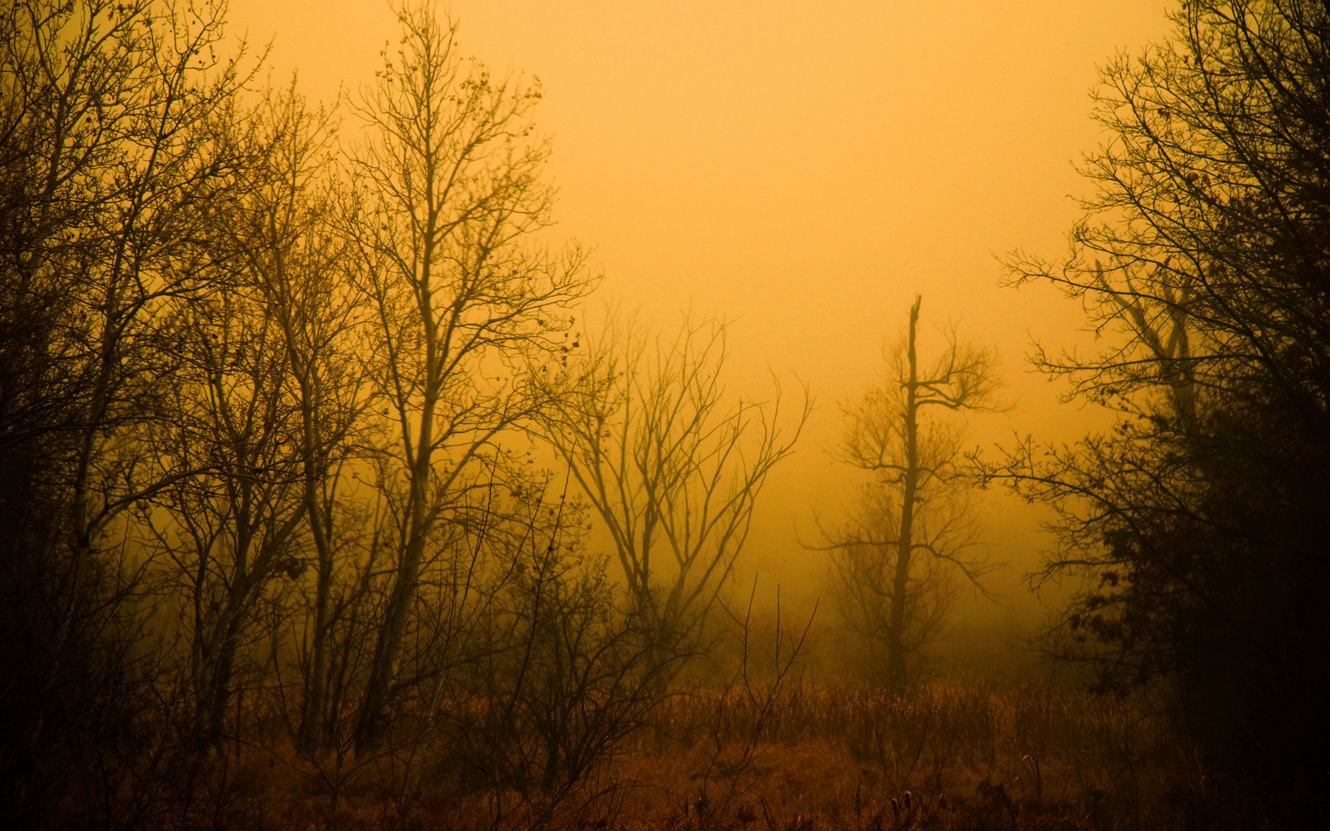 Обои лес туман рассвет на рабочий стол