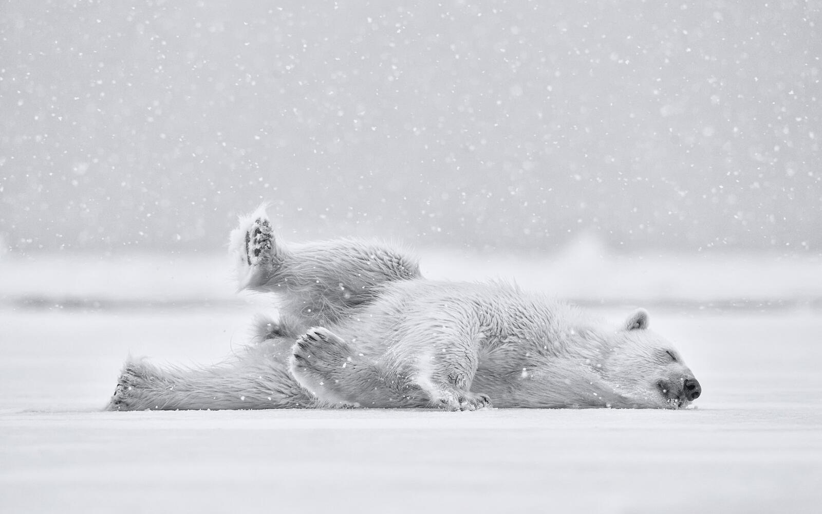 Обои медведь белый полярный на рабочий стол