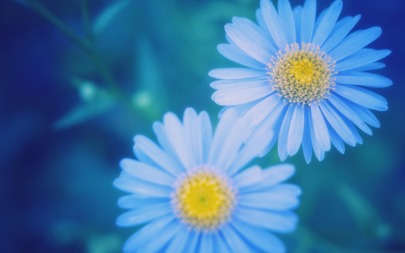 Wallpapers daisies blue petals on the desktop