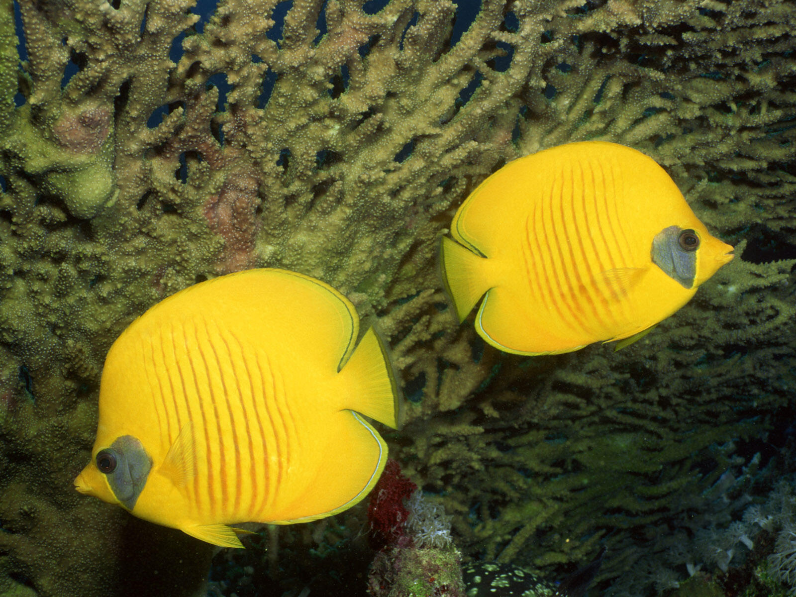 Обои рыбы желтые плавники на рабочий стол