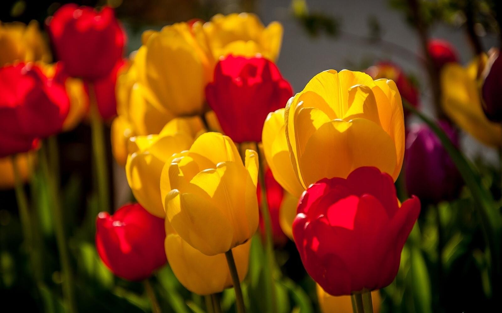 Wallpapers tulips red yellow on the desktop