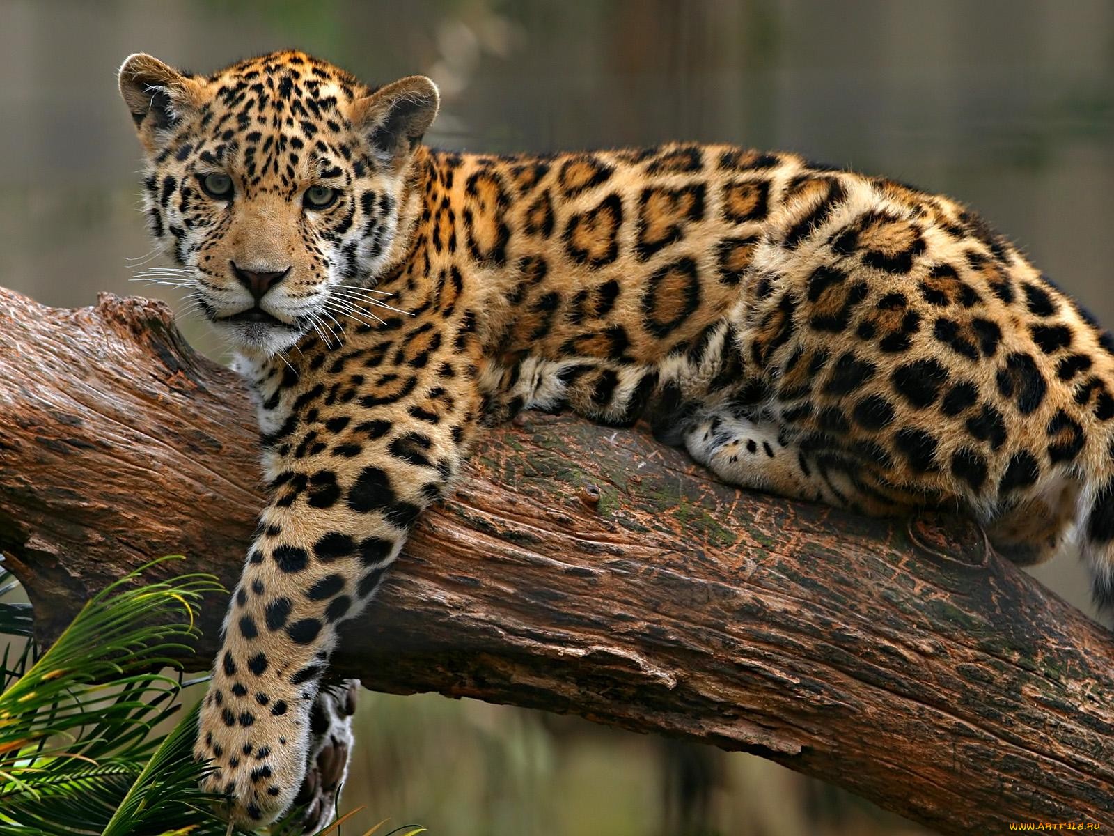 Фото бесплатно ягуар, лежить, гілка