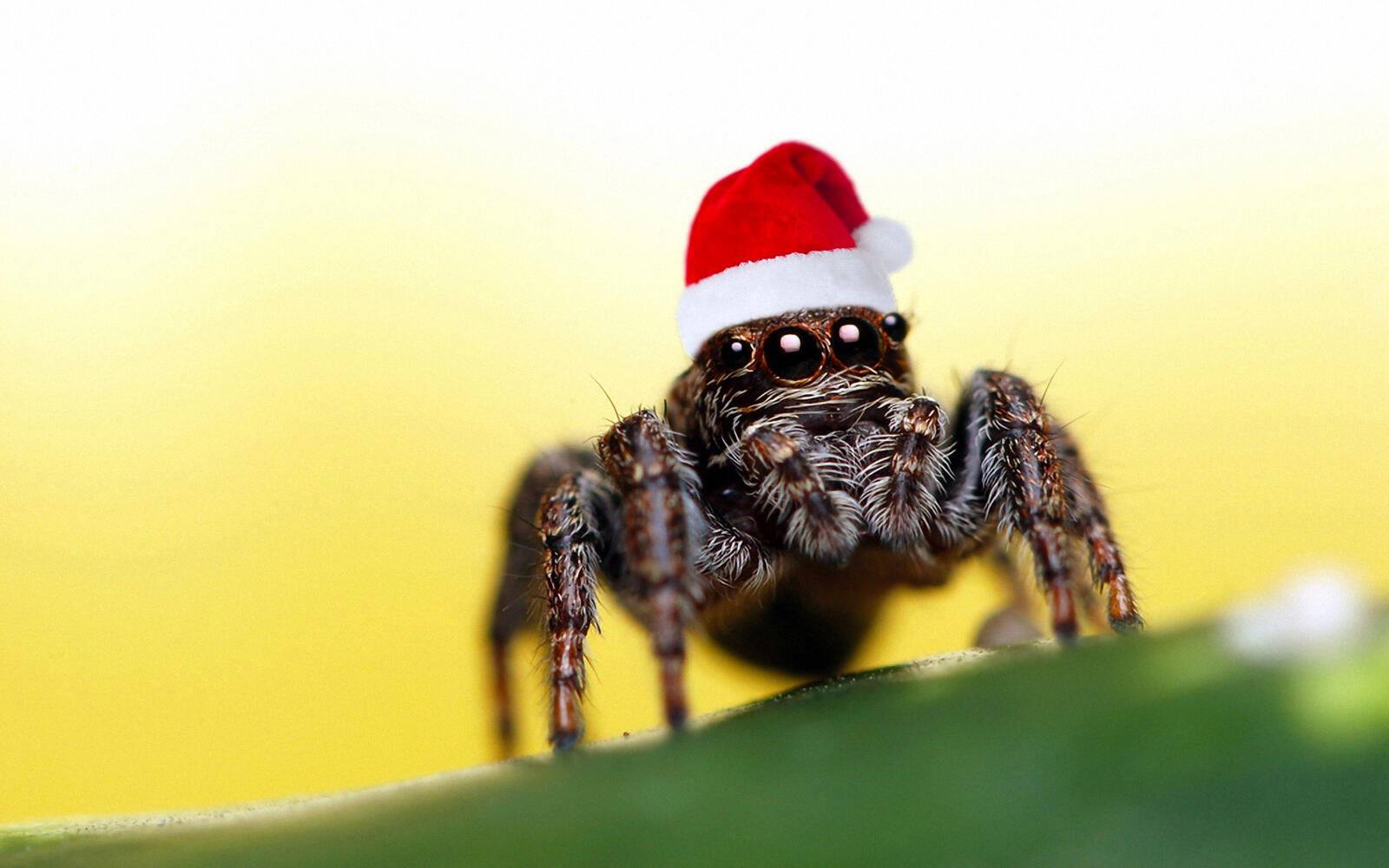 Обои паук в новогодней шапке на рабочий стол