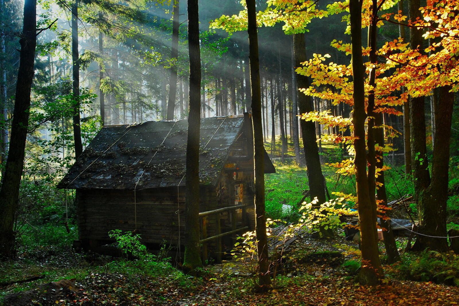 Wallpapers house in the forest old on the desktop