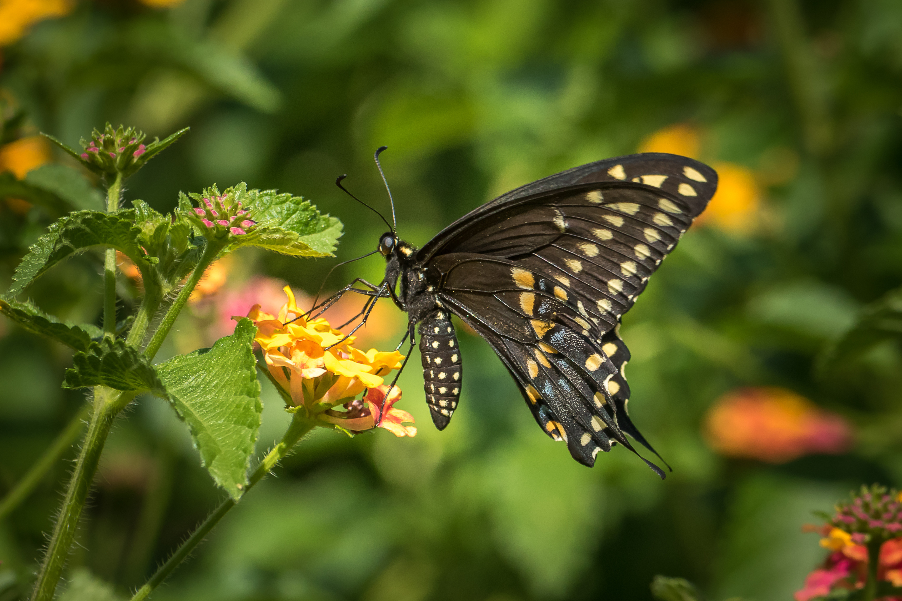 Фото бесплатно цветы, черная бабочка, бабочка