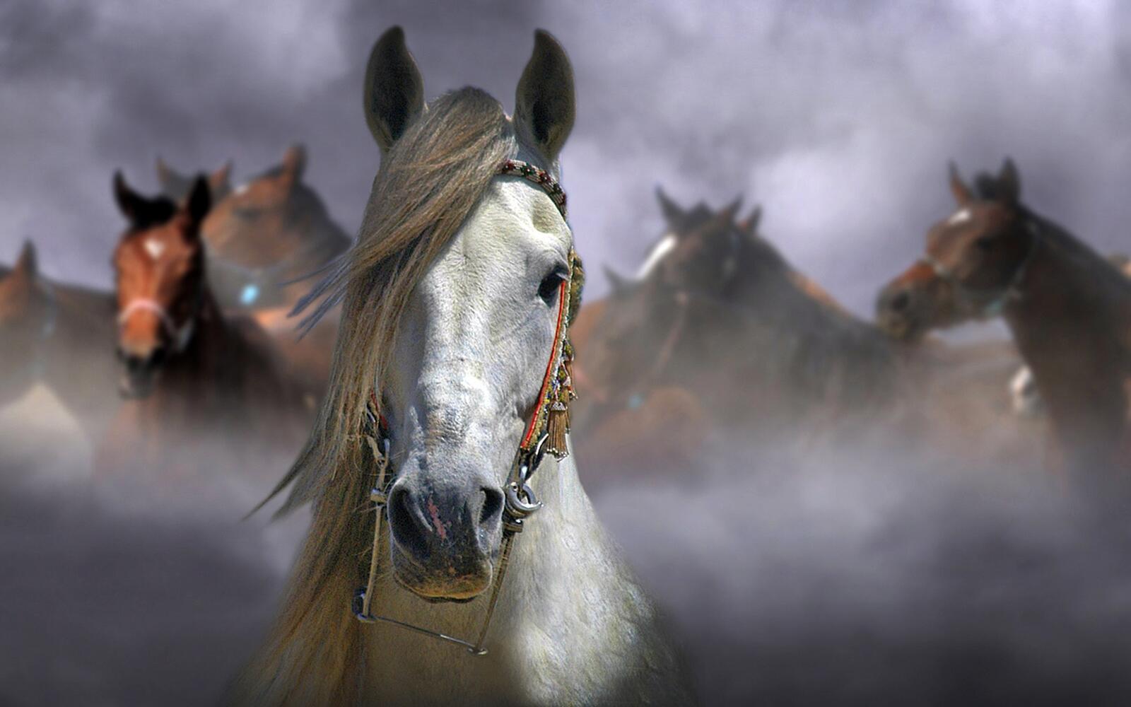 Wallpapers white horse horses muzzle on the desktop