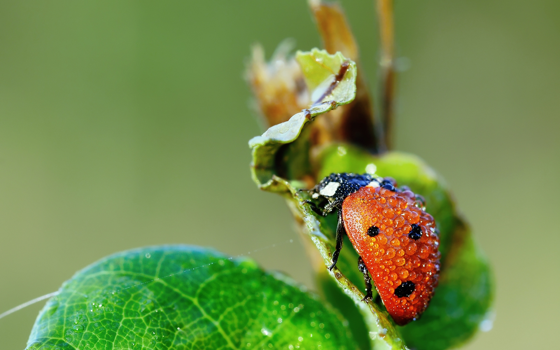Wallpapers ladybug red paws on the desktop