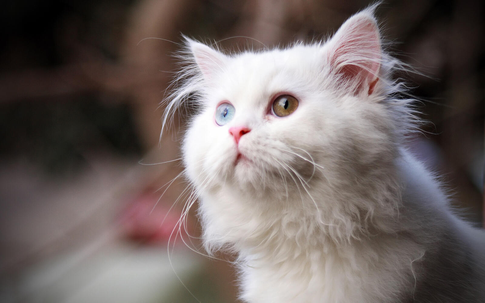 桌面上的壁纸猫 白色 眼睛