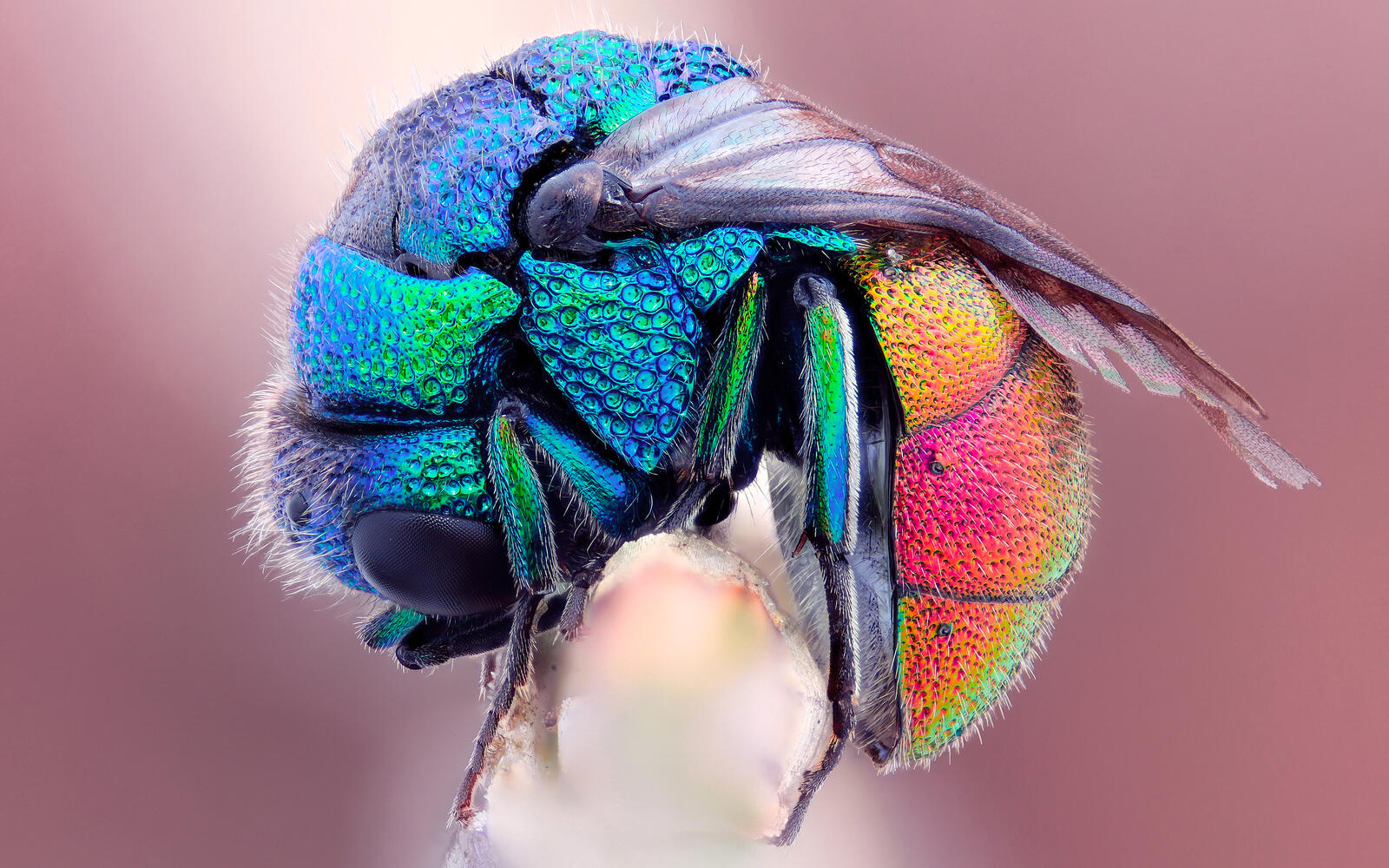 Обои муха цветная крылья на рабочий стол