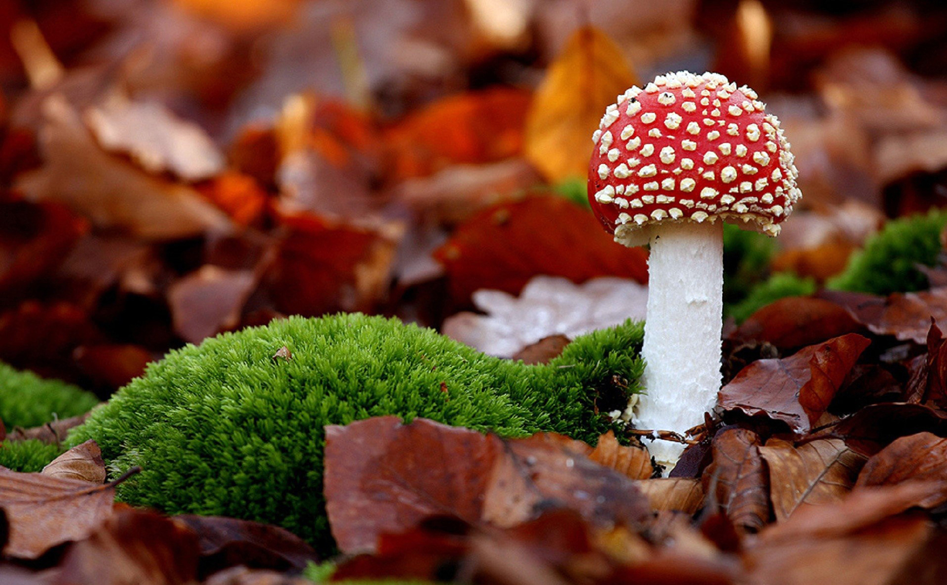 Wallpapers fly agaric mushroom forest on the desktop