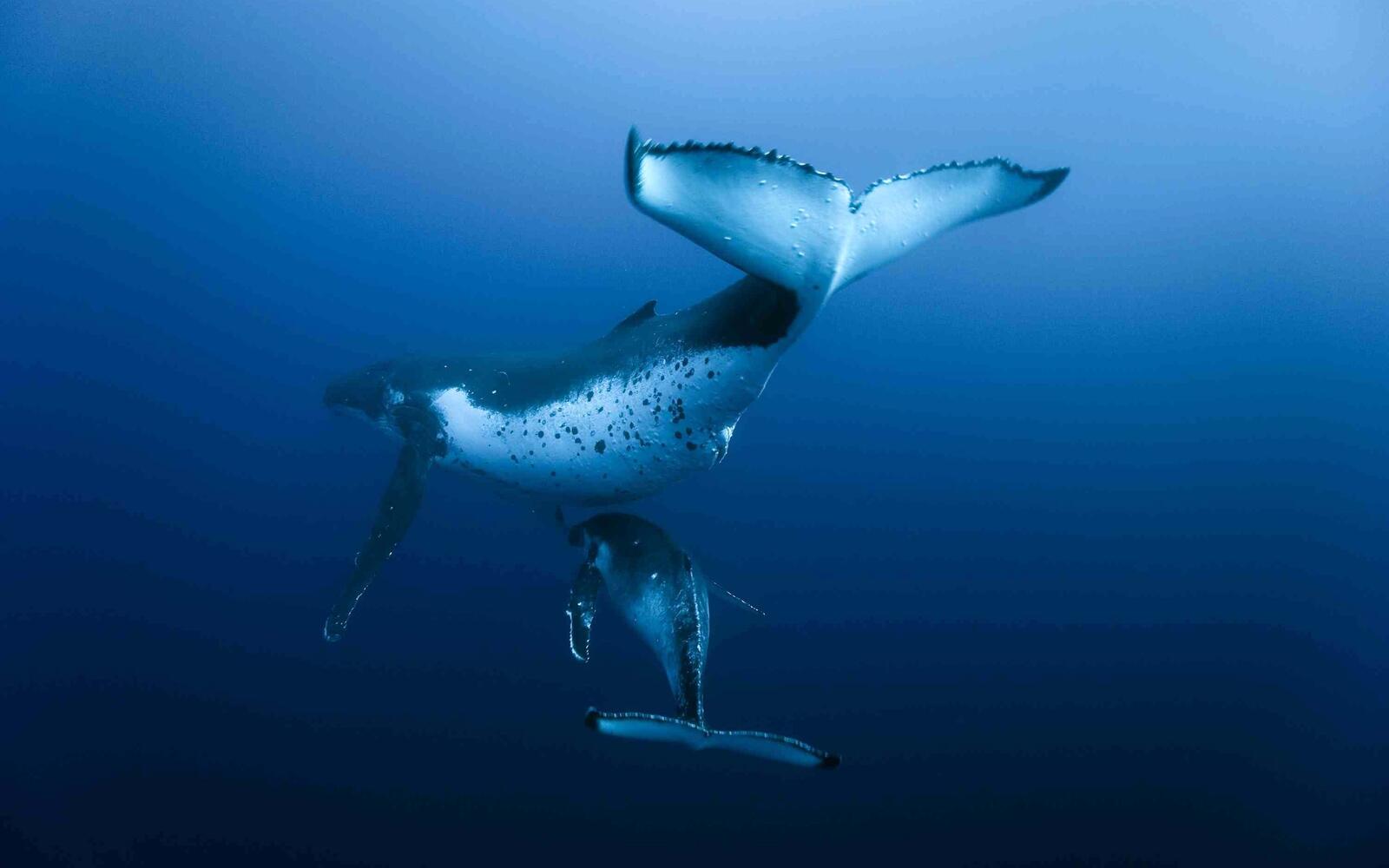 Обои океан рыба кит на рабочий стол