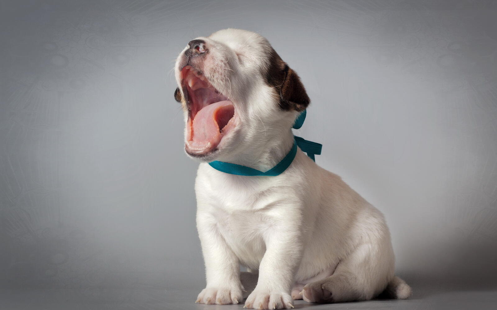 Wallpapers puppy yawning tongue on the desktop