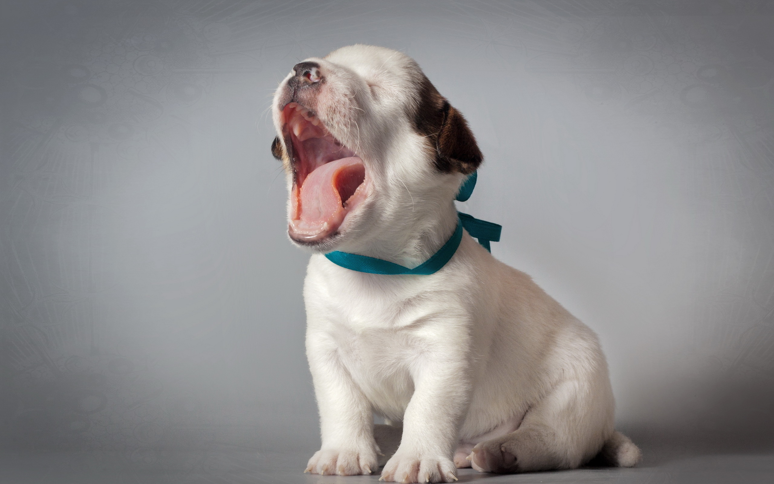 Фото бесплатно щенок, зевает, язык