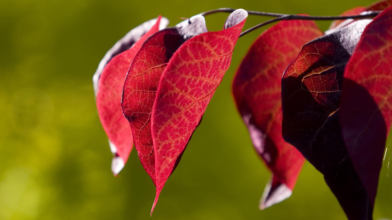 Обои ветка листья красные на рабочий стол
