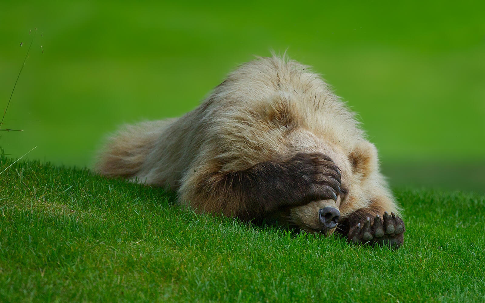 Обои медведь спит на траве на рабочий стол