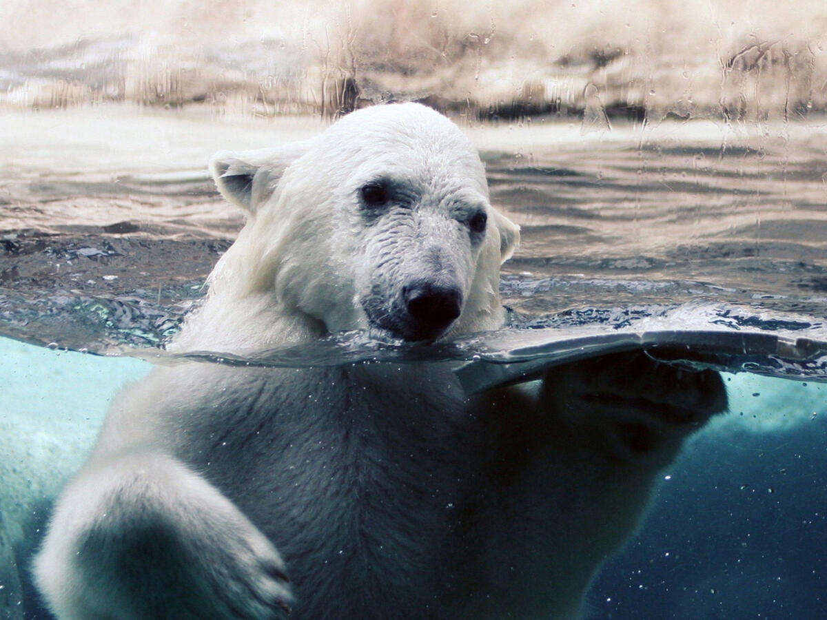 A polar bear swimming in the water behind the glass