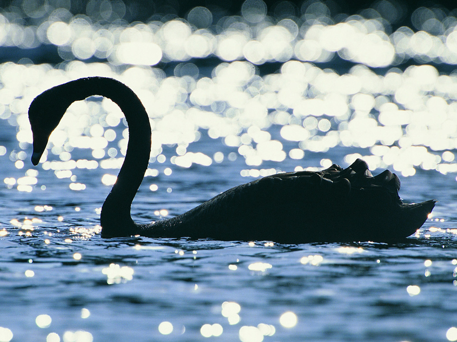 Wallpapers swan on the water miscellaneous on the desktop