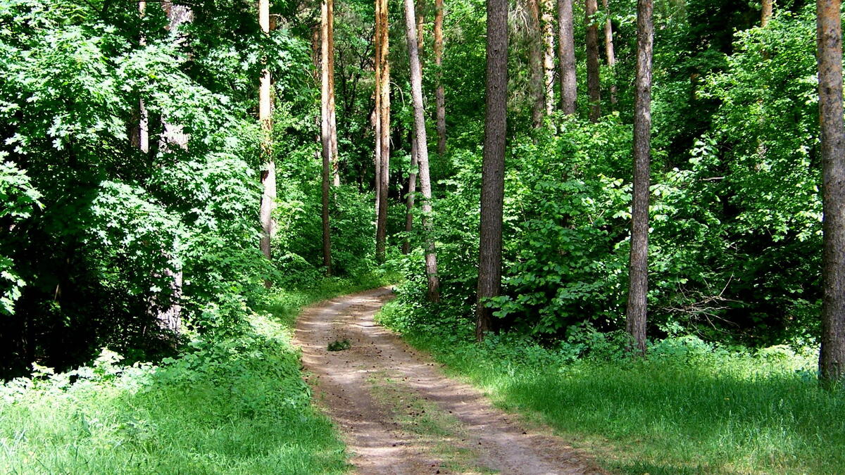 Автомобильная грунтовая дорога уходящая в лес