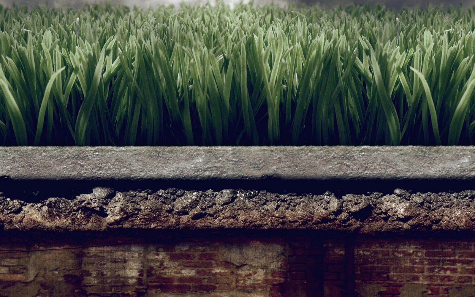 Wallpapers grass flower bed rendering on the desktop