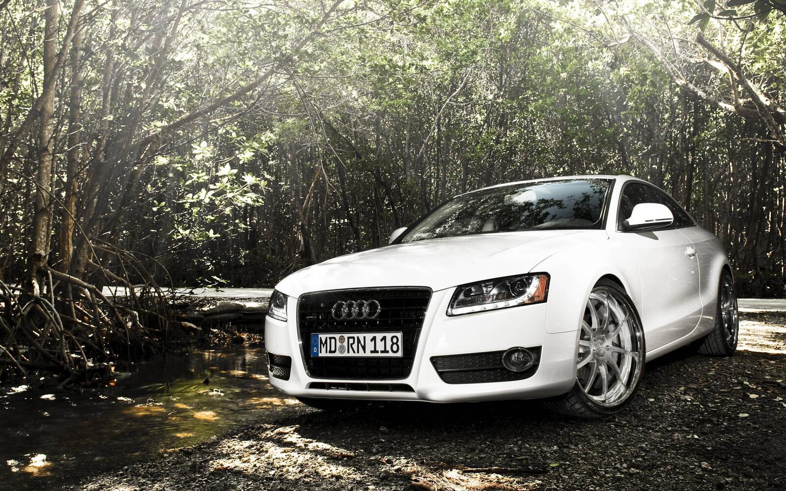 Wallpapers audi white thickets on the desktop