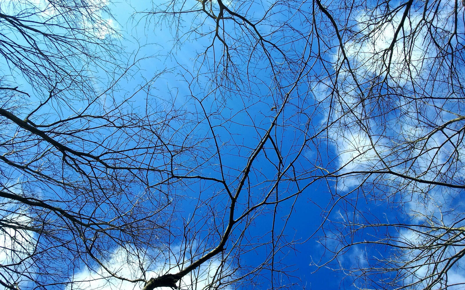 Wallpapers trees branches sky on the desktop