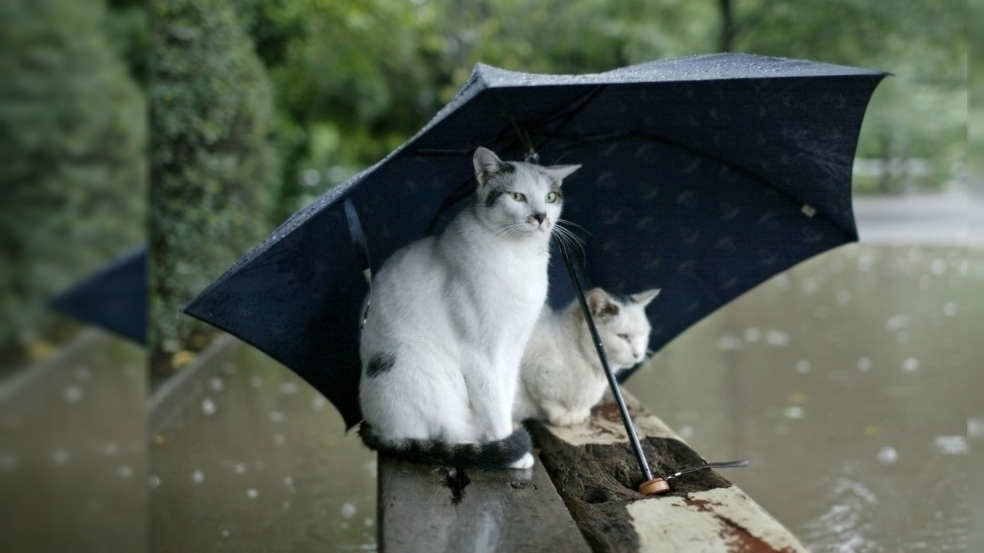 Обои два кота зонт на рабочий стол