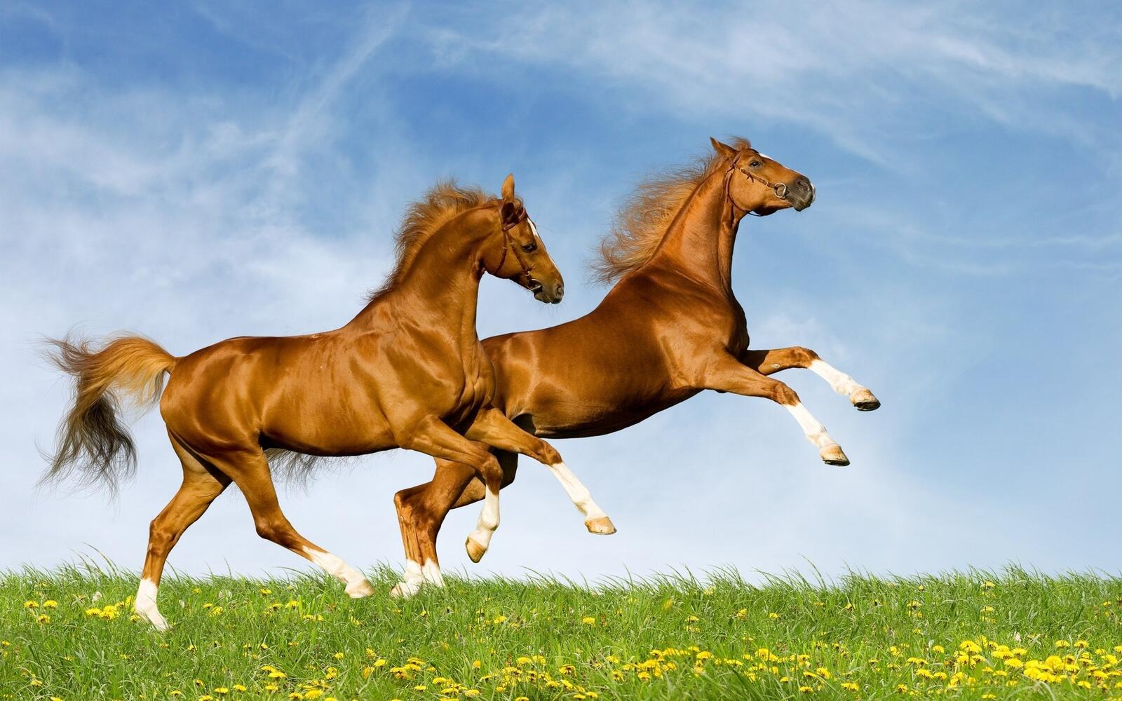 Обои кони лошади резвятся на рабочий стол