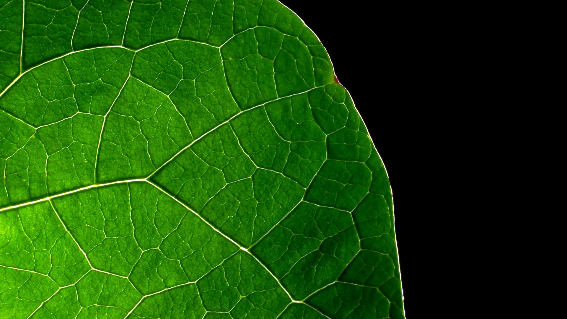 Wallpapers leaf green juicy on the desktop