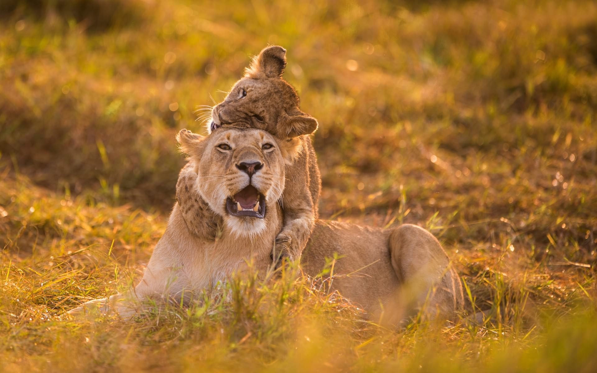 Wallpapers lioness lion cub hug on the desktop