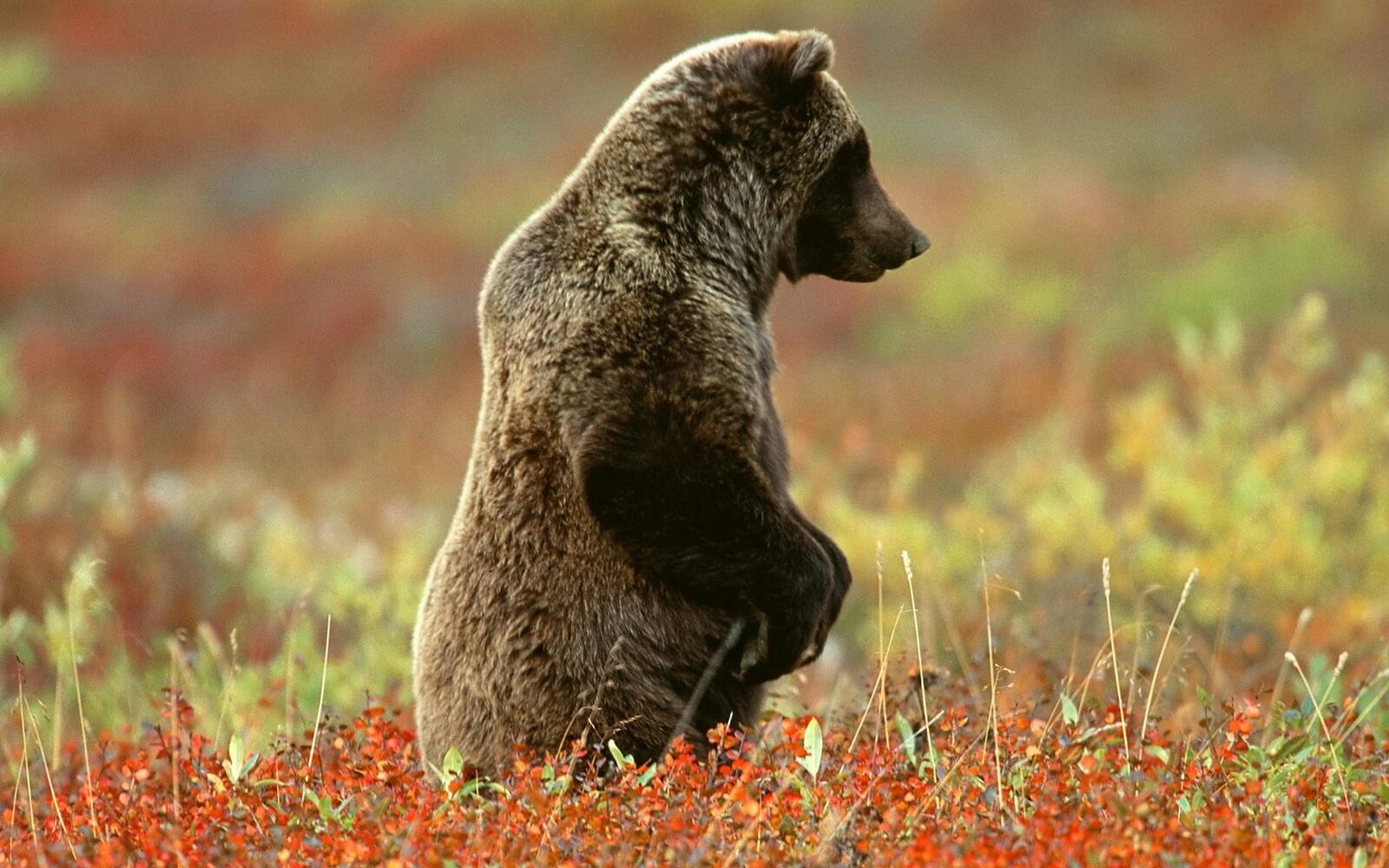 Wallpapers bear standing paws on the desktop