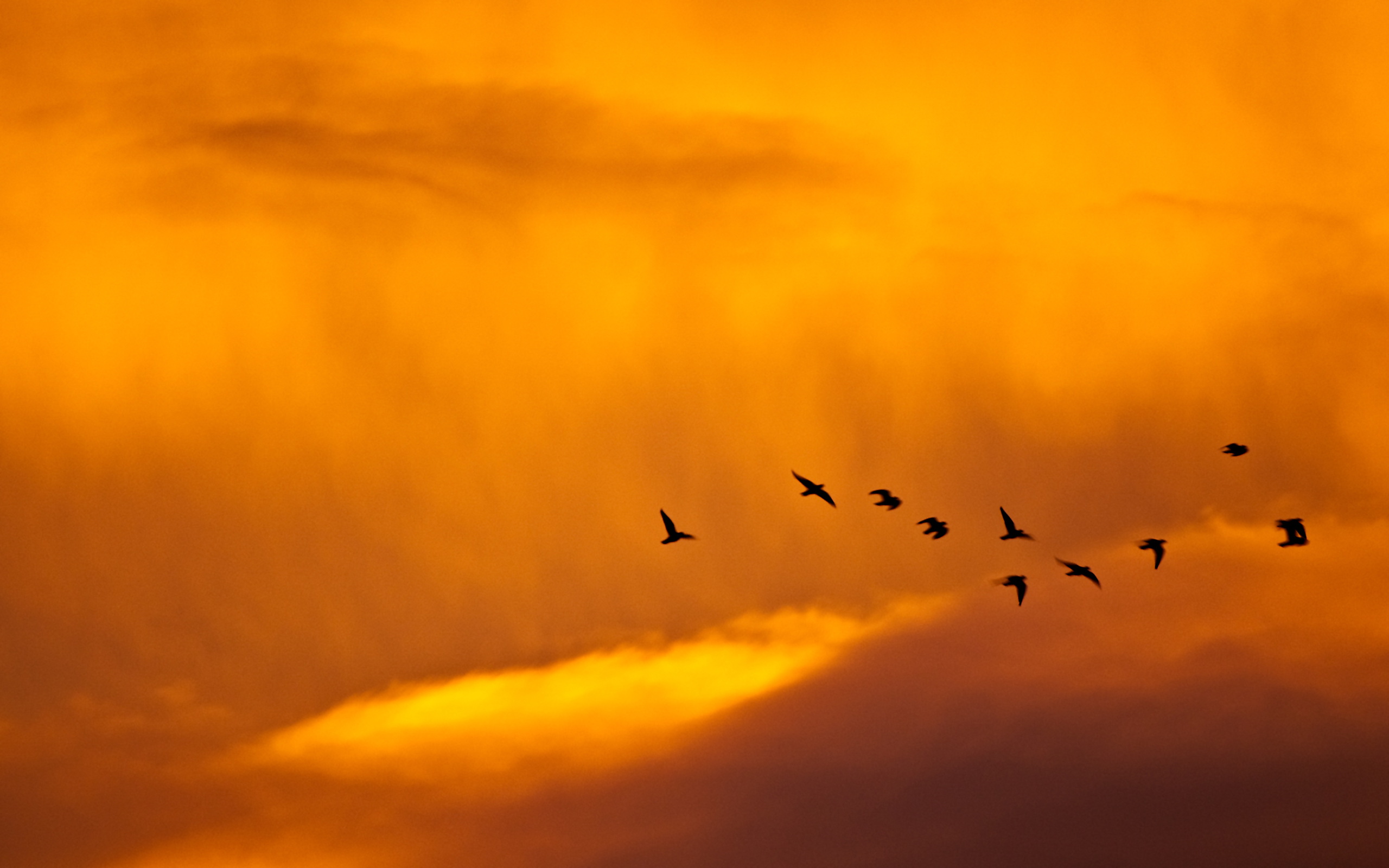 природа животные птицы попугаи море небо облака горизонт без смс