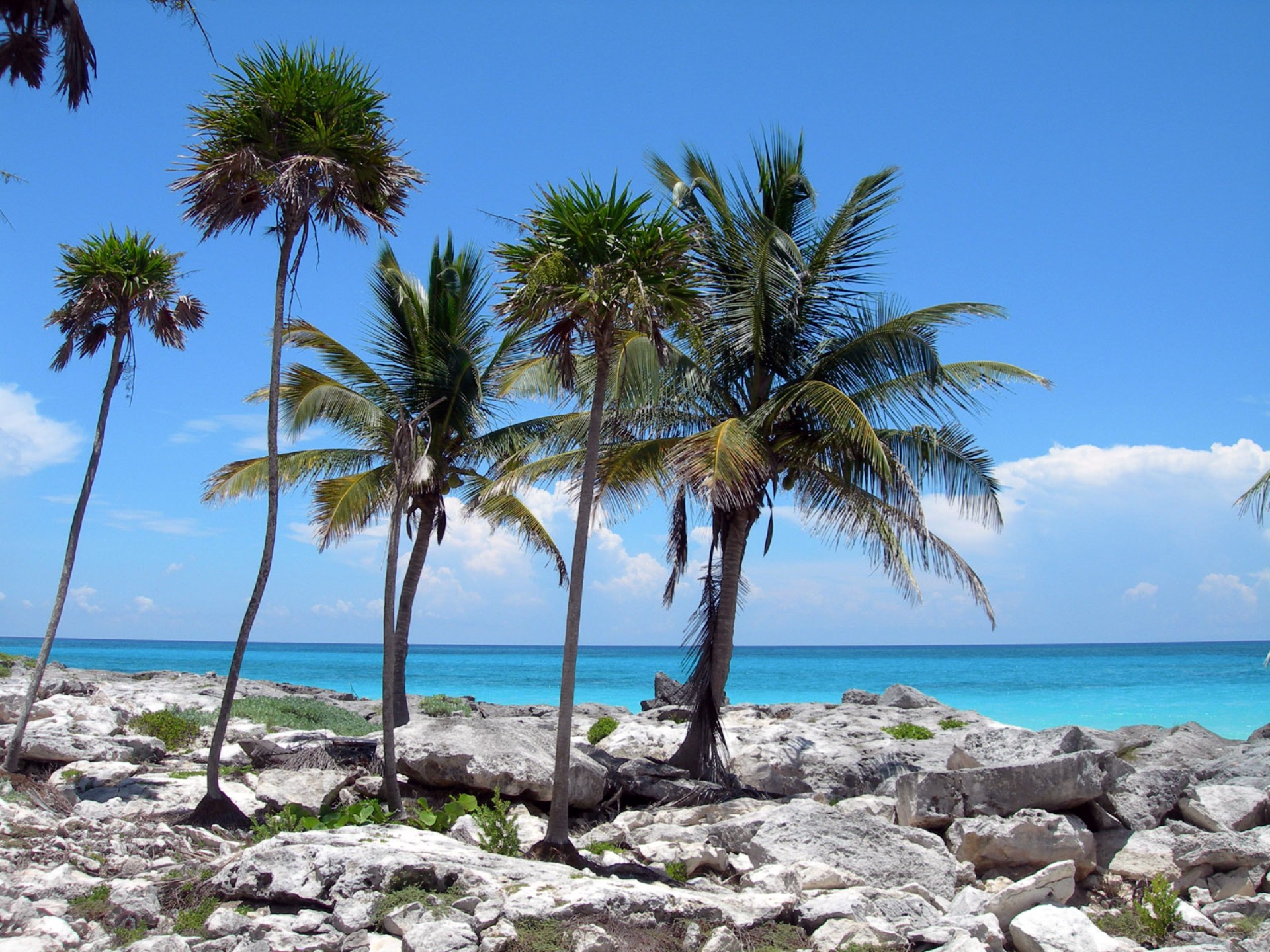 Фото бесплатно пальмы, океан, песок