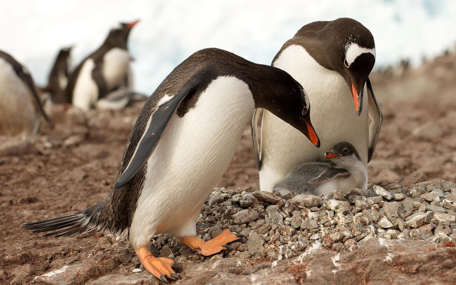 Обои пингвины семья пингвиненок на рабочий стол