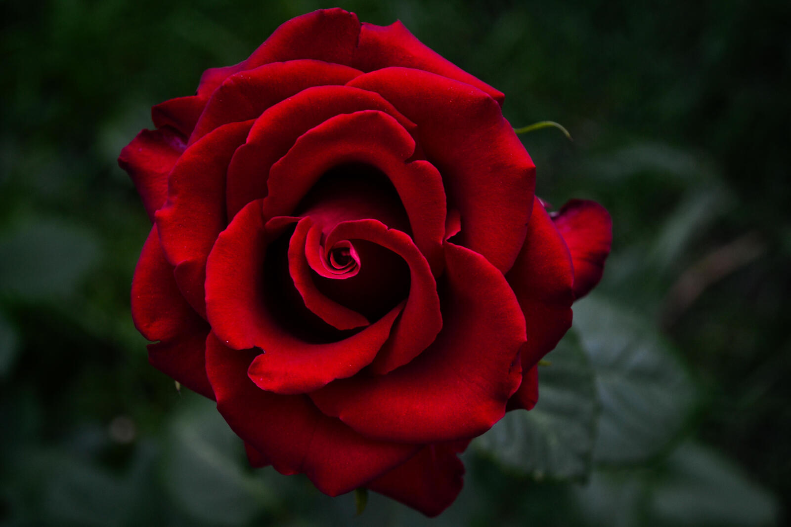 Free photo Download the screensaver roses, a flower on your phone for free