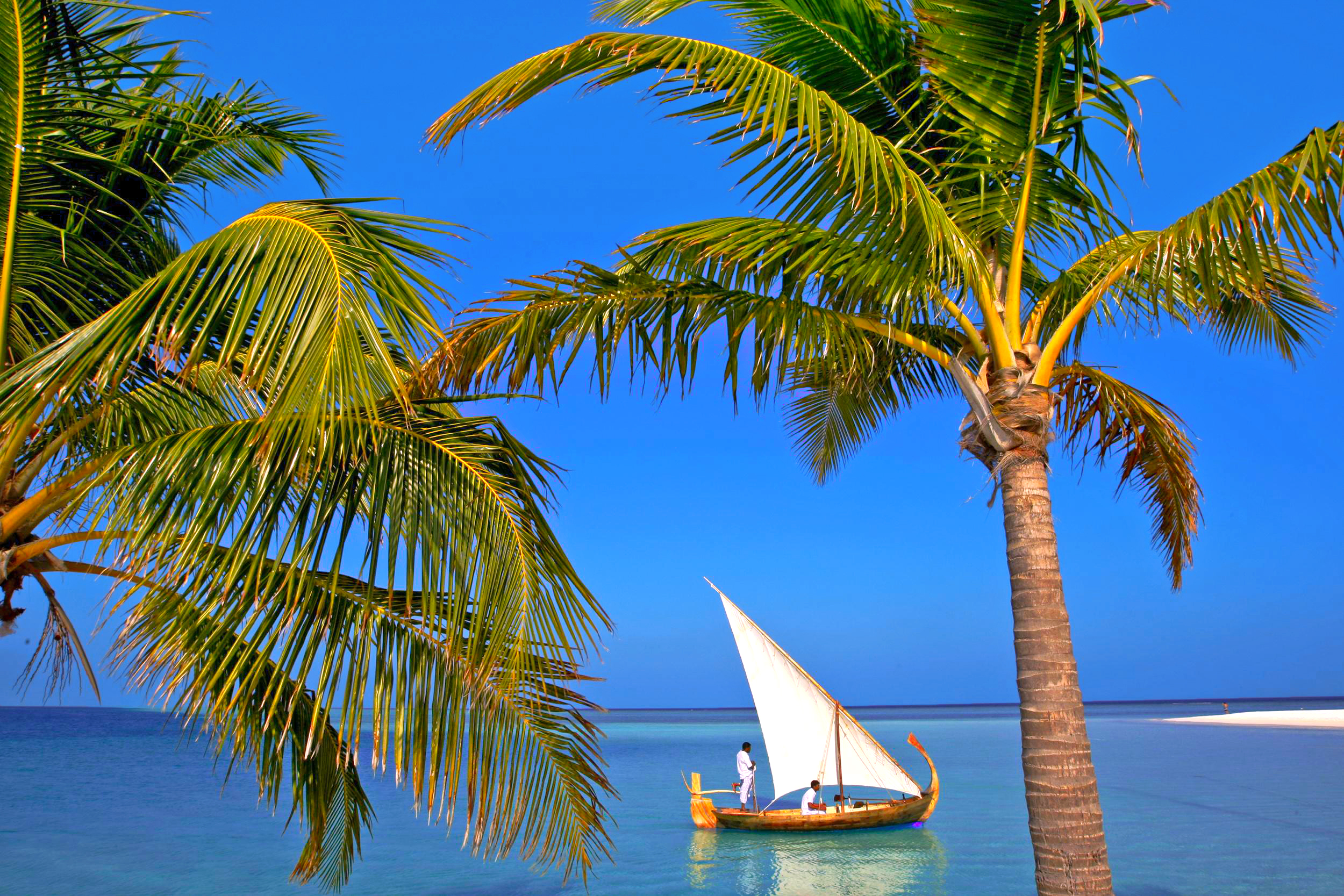 桌面上的壁纸热带地区 棕榈树 船