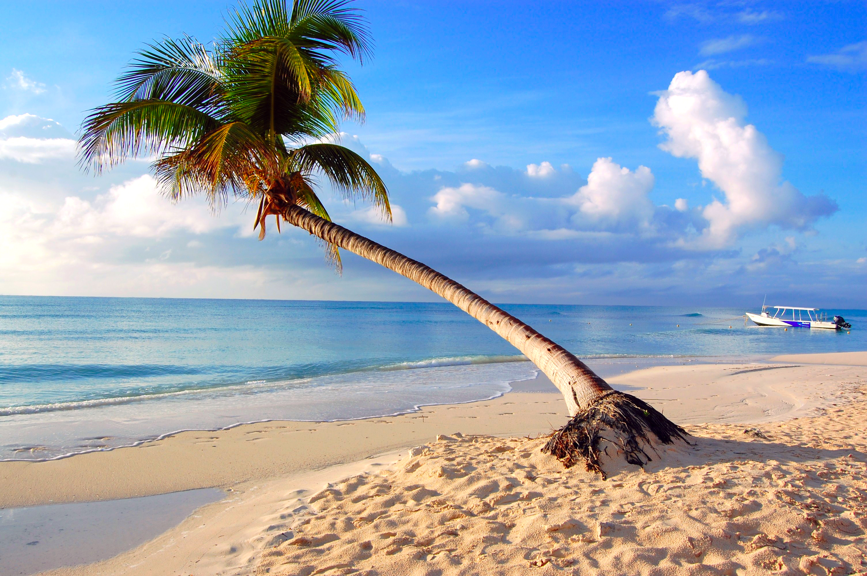 Обои песчаный пляж пальмы берег на рабочий стол