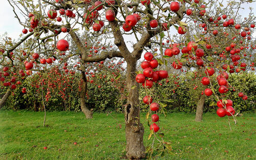 яблоки деревья сад