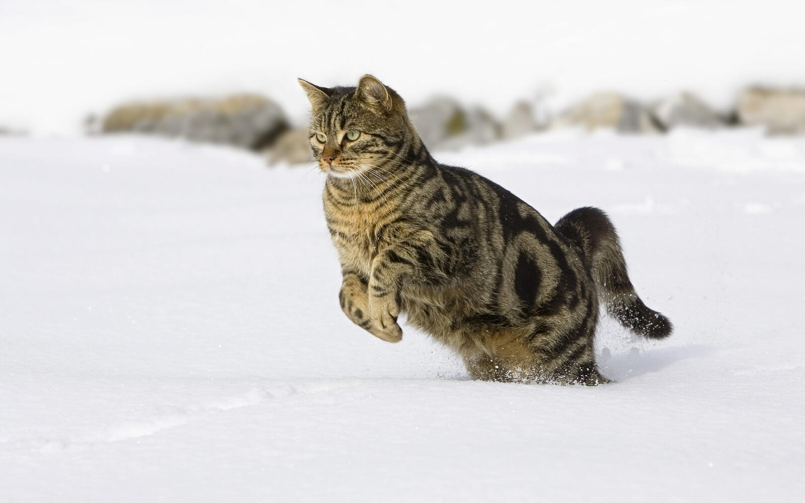 Обои кот на охоте охотится зимой на рабочий стол