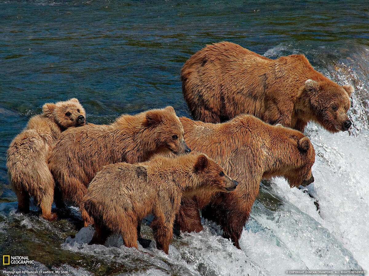 Семья медведей на рыбалке у водопада