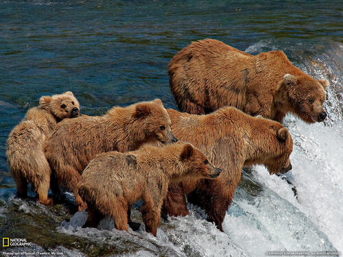 A family of bears fishing at a waterfall
