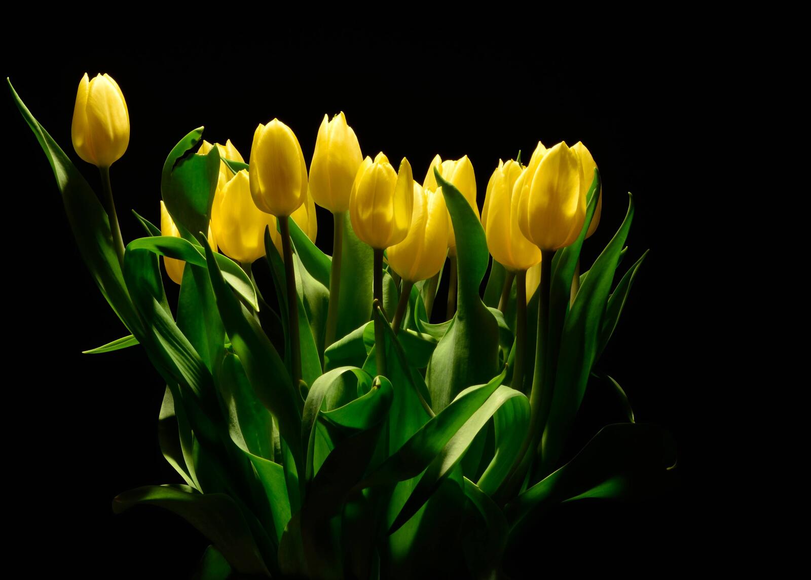 Обои желтые бутоны тюльпаны жёлтые тюльпаны на рабочий стол